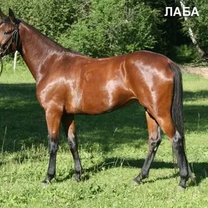 Продается кобыла межпородной помеси по кличке Лаба