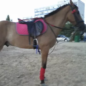  Срочно продам коня(мерин)