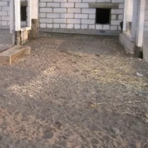 Продам фазанов и цесарок