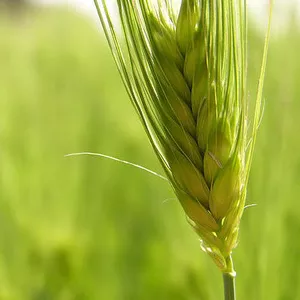 продажа селитры и карбамида