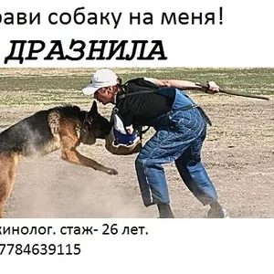 Дразнила собак