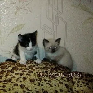 Отдам в хорошие руки!!!