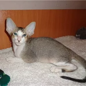 Ориентальные,  британские котята