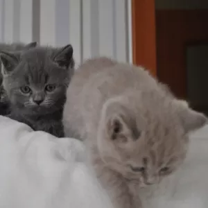Котята,  породы британская голубая