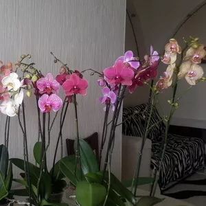 Продам Орхидеи