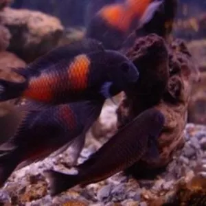 Аквариумные рыбки - трофеус бэмби
