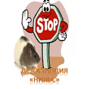 Уничтожение крыс в Алматы и Алматинской области