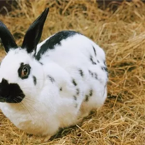 Кролики - Rabbits