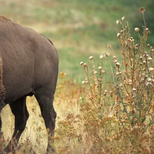 BISON. Дистрибьютор фирменной одежды и обуви из США,  Канады в Алматы.