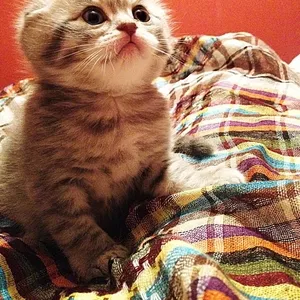 Продам элитных котят скоттиш фолд и скоттиш страйт