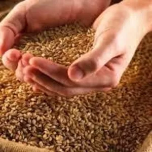 Продам пшеницу,  зерноотходы,  ячмень,  овёс.