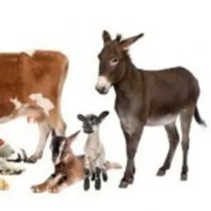 Поставки кормов и кормовых добавок для сх животных
