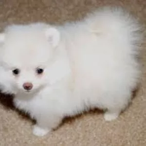 Amstell Поморская щенки для rehoming