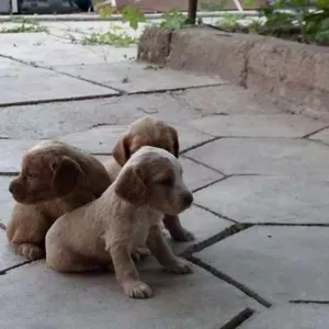 ЩЕНКИ СПАНИЕЛЯ