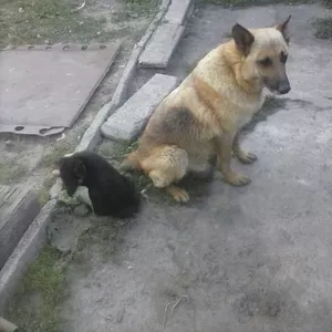 Продается щенок овчарки
