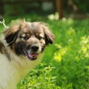 Отдаем в заботливые руки Бима.