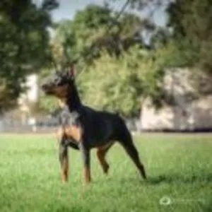 ZWERGPINSCHER