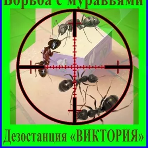 Как избавиться от муравьёв - услуги Уничтожение муравьёв в Алматы