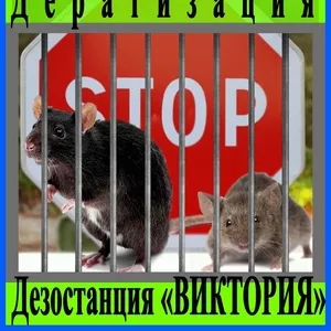 Дератизация - уничтожение грызунов в Алматы Дезостанция «ВИКТОРИЯ»