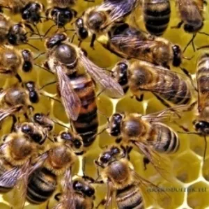 Пчелопакеты,  пчелосемьи карника,  карпатка
