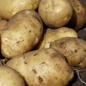 Картофель потом урожай 2018