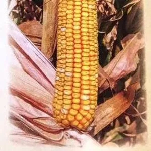 Семена кормовой кукурузы Машук 480 СВ