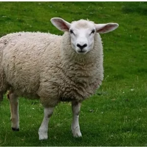 Продам шерсть овечью