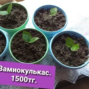 Продам комнатные цветы