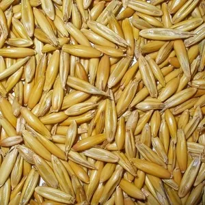  Oats supplier in Kazakhstan 