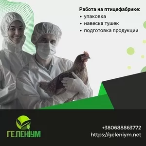 Работа за границей ! Легально,  безопасно,  с хорошей зарплатой!