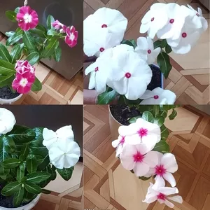 Катарантусы разных расцветок продаю 