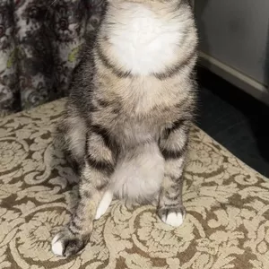 Отдам Кошечку в Хорошие Руки 