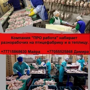 Компания ПРO работа ищeт разнорабочих на работу в птицефабр. и теплицу