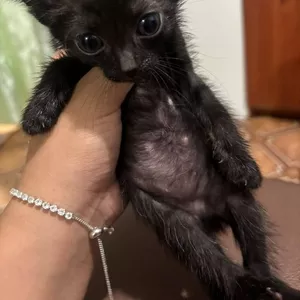 Отдам котят все девочки 